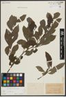 Foto von Salix aurita L.